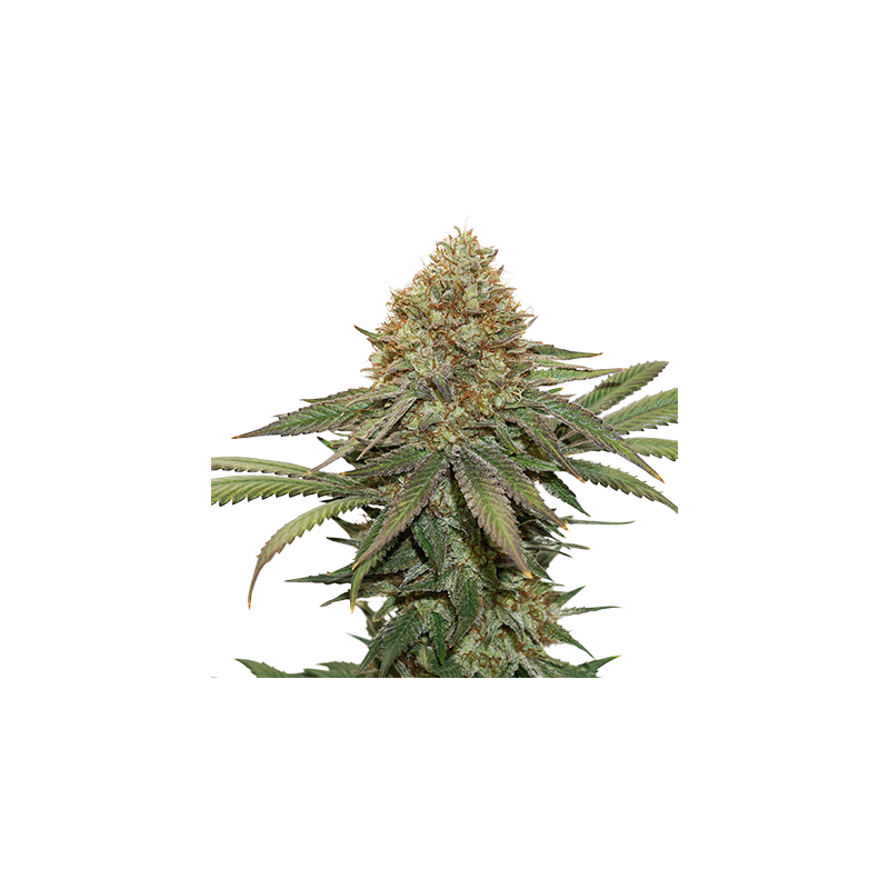 Romulan, Фасовка: 3+1